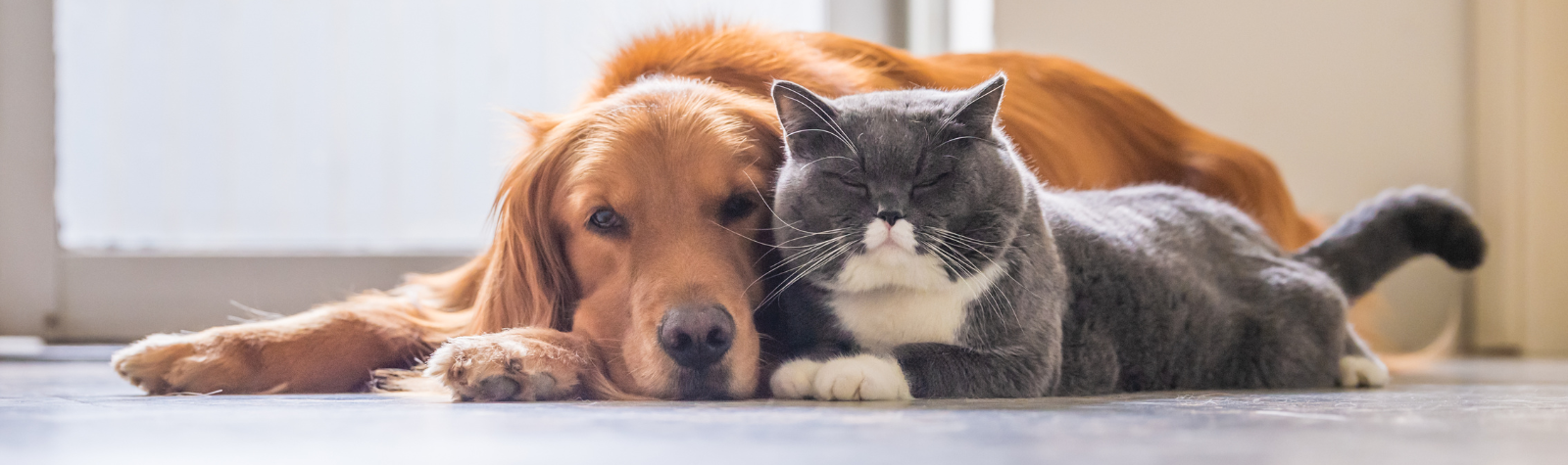 Dog and Cat Cuddling