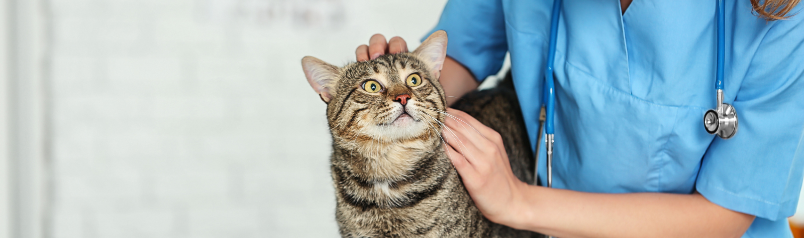 Female veterinarian with a feline patient