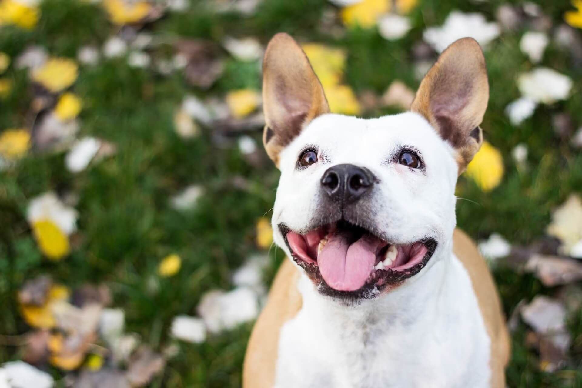 Arvada Veterinary Clinic Slider