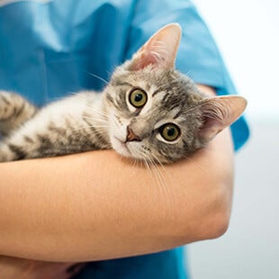 Cat Veterinary Services in Arvada