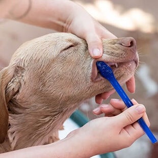 Pet Dental Care in Arvada