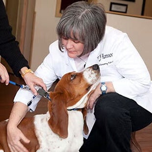 Pet Pain Management Services in Arvada