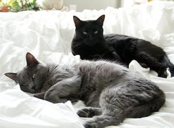Freya and Krishna
