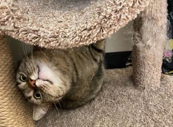 Marshall Fire Cats Find Help & New Homes