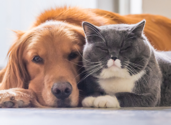 Keeping Cats Safe: Lessons from a Goose-y Encounter, How Dog Owners Can Help