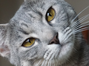 An Update on Avian Flu in Cats