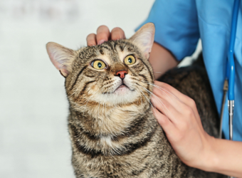 Trailblazing Women in Veterinary Medicine: A Journey Through Time