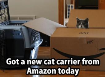 How to Train Your Cat to Like the Cat Carrier - It IS Possible!