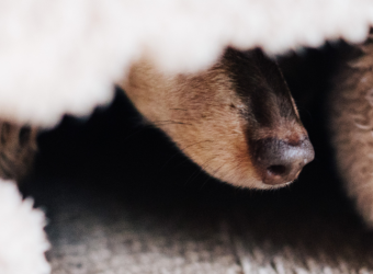 Helping Your Dog Cope With Anxiety