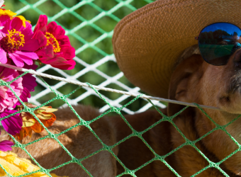 Safe Summertime Fun With Your Dog
