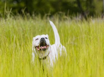Colorado Tick Season 2026: How to Protect Your Dog and Cat This Summer