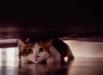 Fireworks, Thunderstorms & Summer Celebrations: Helping Your Pet Stay Calm When the Noise Starts