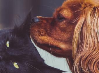 Animal Preparedness